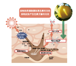 意大利香檸檬(圖1)