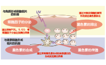 蓮籽清萃(圖1)