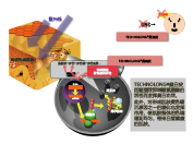 桑白皮(圖1)