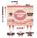 桜美精?(圖1)