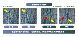 路易波士茶(圖3)