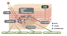 路易波士茶(圖1)