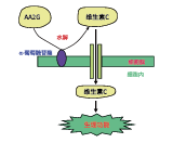 AA2GTM(圖1)