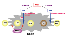 AA2GTM(圖2)